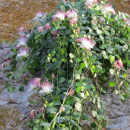 Matkovic フヴァル